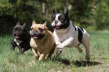 BOULEDOGUE FRANCAIS 424